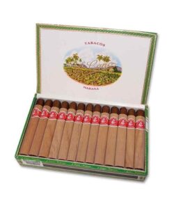FLOR DE CANO PETIT CORONAS